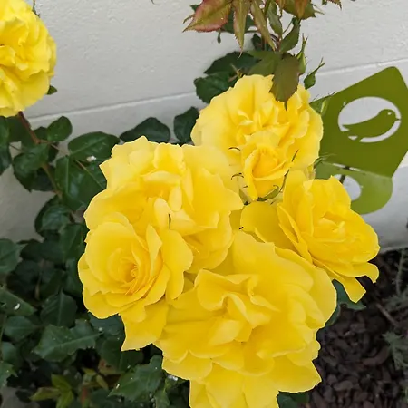 Les Jolis Nids - Moineau