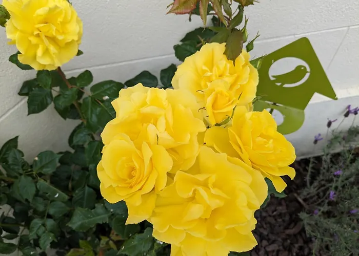 Les Jolis Nids - Moineau